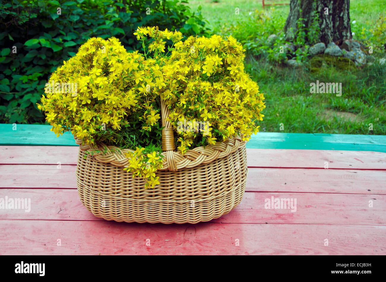 Songe d'une fraîche millepertuis fleurs herbes médicales dans le panier sur la table en bois Banque D'Images