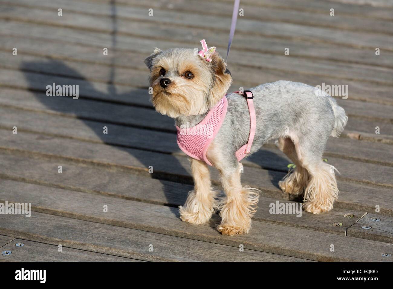 USA, New York, Brooklyn, Coney Island, Brighton Beach, Little Odessa, sur la promenade de chien Yorkshire Banque D'Images