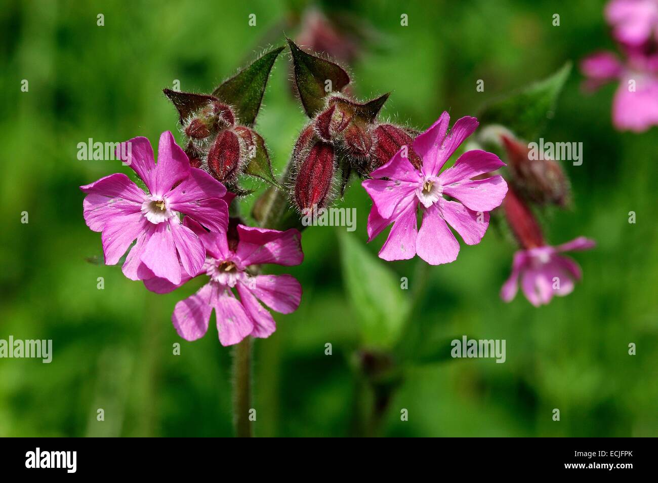 Mate ou rouge (Silene dioica) Banque D'Images
