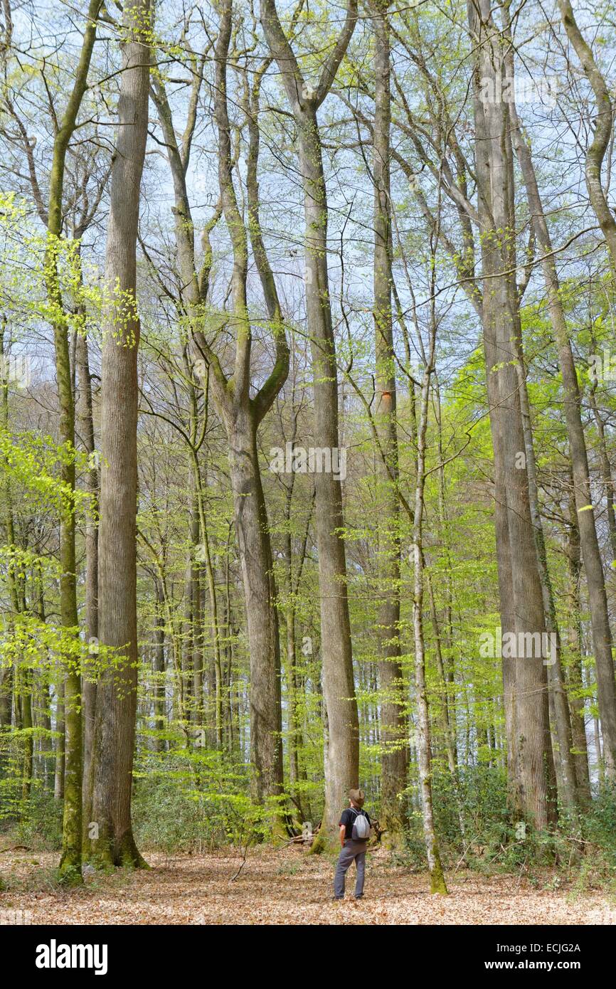 La France, dans la Sarthe, Le Grand Luce, Berce forest Photo Stock - Alamy