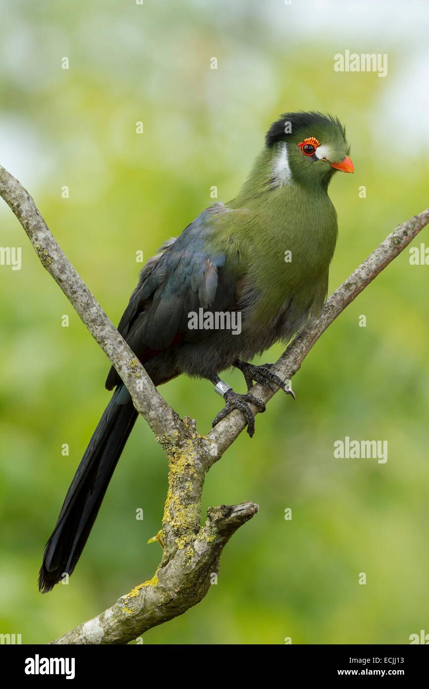 France, Mainet, Loire, le zoo de Doué La Fontaine, Blanc Touraco à joues grises (Tauraco leucotis) Banque D'Images