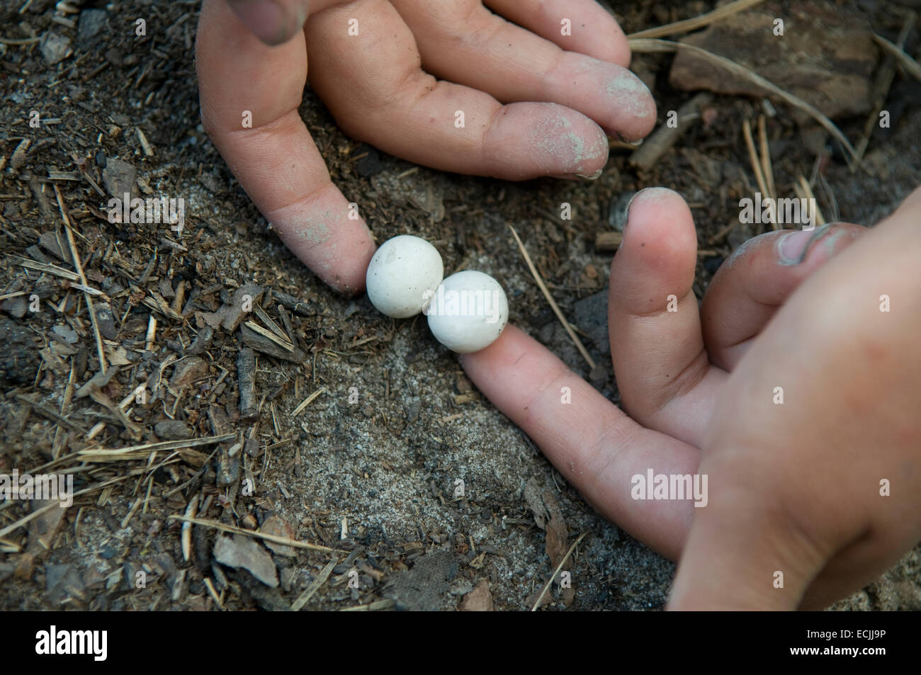 Eggs Lizard Eggs Banque d'image et photos Alamy — free download