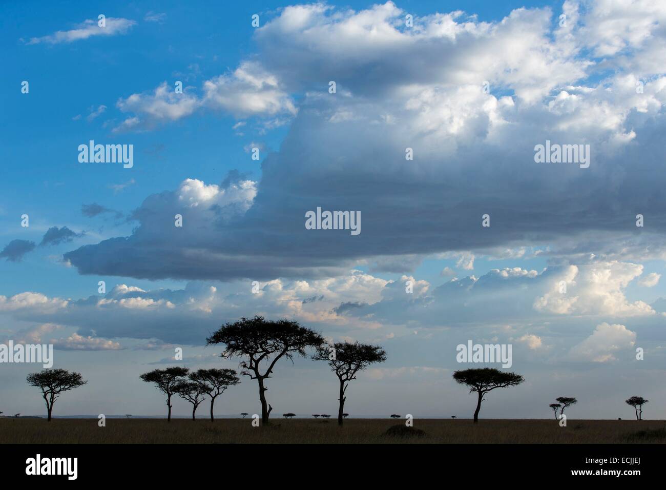 Kenya, Masai-Mara Game Reserve, les nuages Banque D'Images