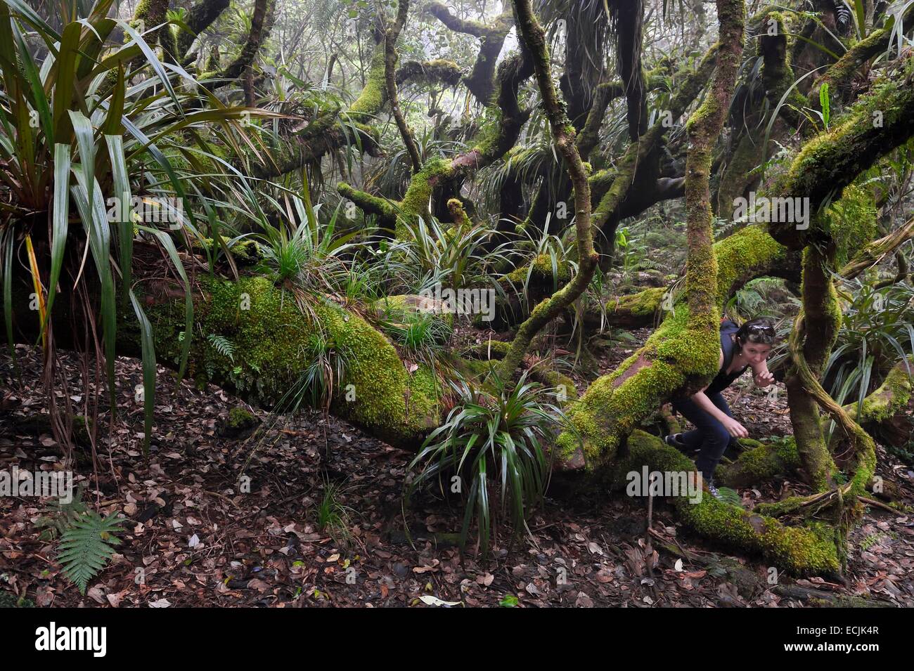 La France, l'île de la Réunion (département français d'outre-mer), le Parc National de La Reunion (Reunion National Park), classée au Patrimoine Mondial de l'UNESCO, le tampon, forêt de Notre Dame de la paix le long de la Rivière des Remparts, sur les pentes du Piton de la Fournaise Banque D'Images