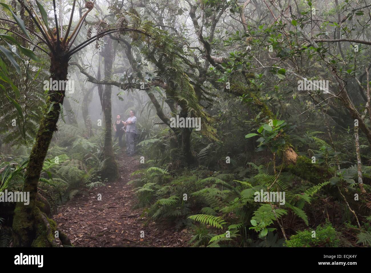 La France, l'île de la Réunion (département français d'outre-mer), le Parc National de La Reunion (Reunion National Park), classée au Patrimoine Mondial de l'UNESCO, le tampon, forêt de Notre Dame de la paix le long de la Rivière des Remparts, sur les pentes du Piton de la Fournaise Banque D'Images