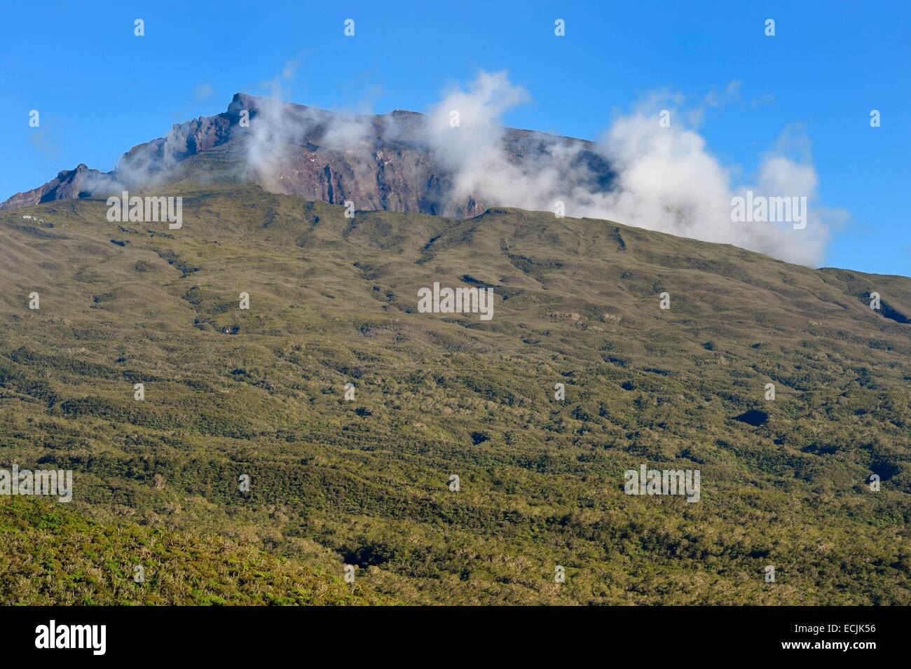 La France, l'île de la Réunion (département français d'outre-mer), le Parc National de La Reunion (Reunion National Park), classée au Patrimoine Mondial de l'UNESCO, Saint Benoit, Bebour forêt, le Piton des Neiges mountain Banque D'Images