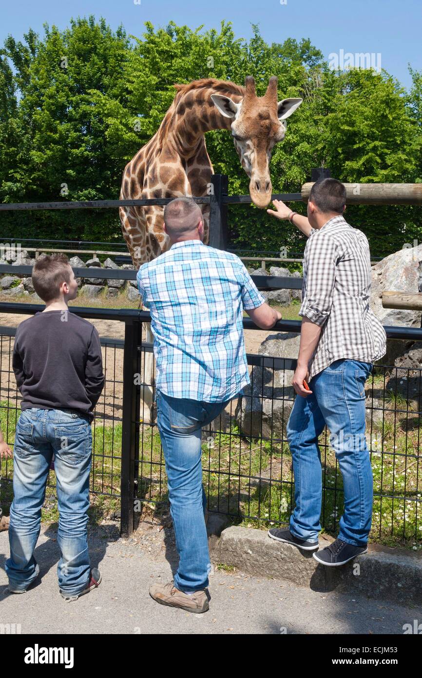 France, Nord, Maubeuge, Maubeuge zoo, les visiteurs regardant une girafe Rothschild Banque D'Images