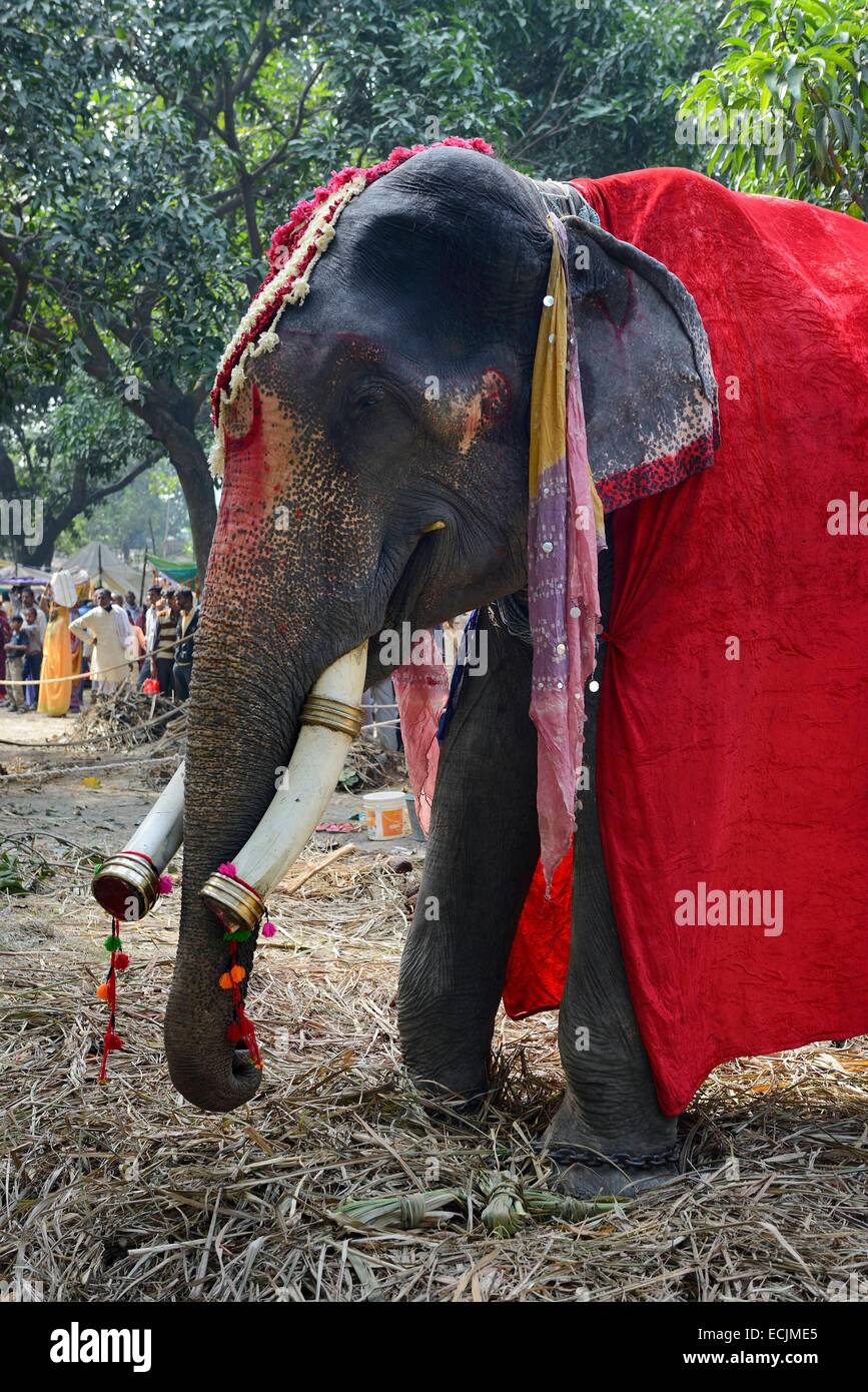 L'Inde, le Bihar, région de Patna, Sonepur, juste de l'élevage l'éléphant bazar Banque D'Images