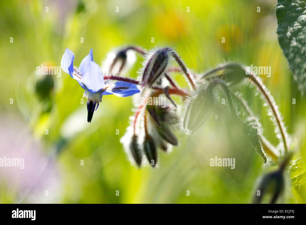 France, Haute Corse, Patrimonio, fleurs de bourrache Banque D'Images