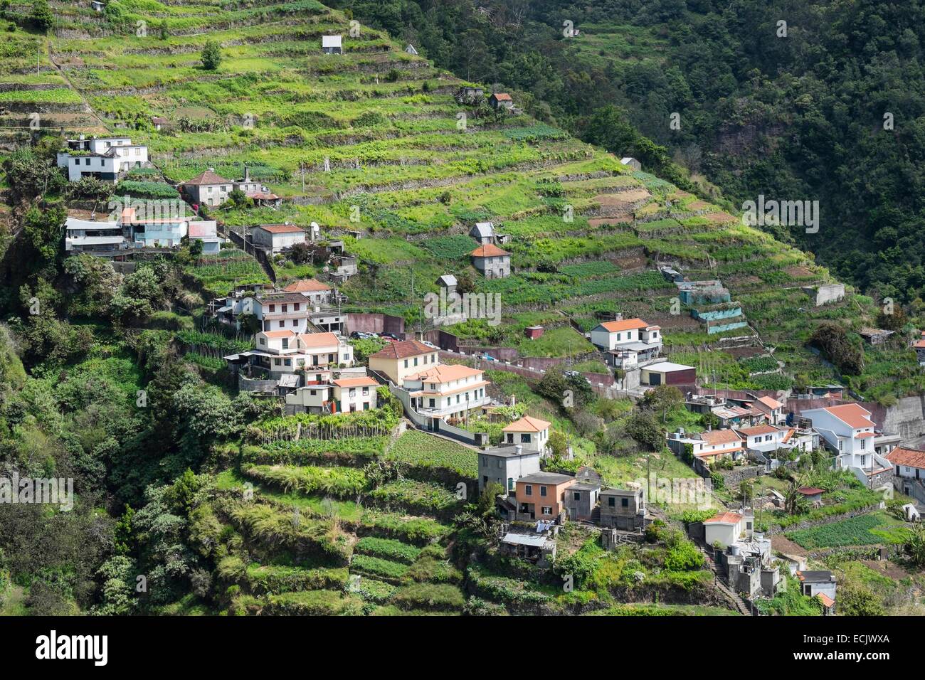 Le Portugal, l'île de Madère, village et cultures en terrasses près de Machico Banque D'Images