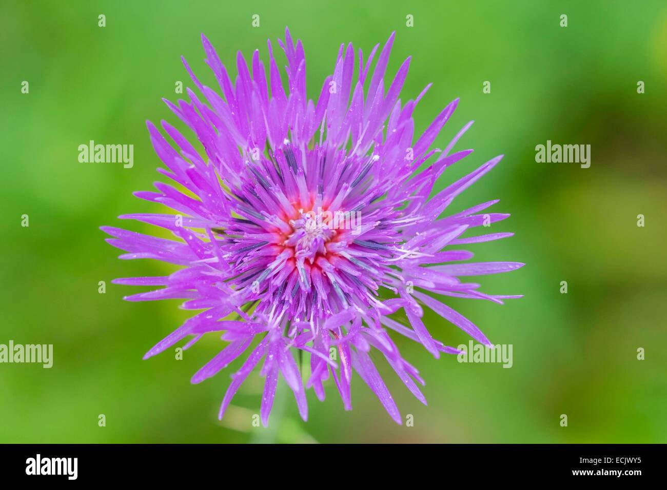 Le Portugal, l'île de Madère, la flore Banque D'Images Le Portugal, l'île de Madère, la flore Banque D'Images