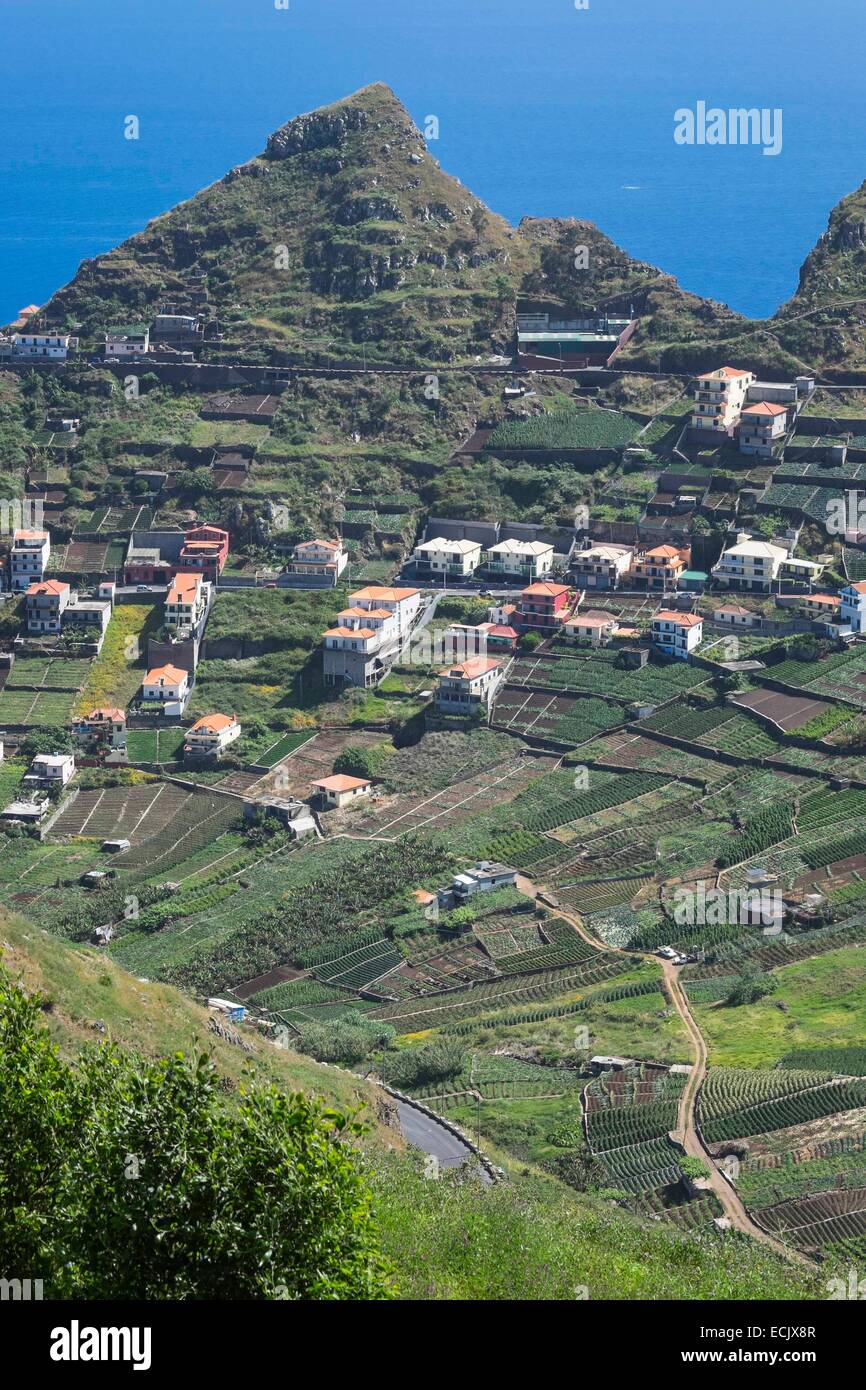 Le Portugal, l'île de Madère, côte sud, cultures en terrasses dans les environs de Camara de Lobos Banque D'Images