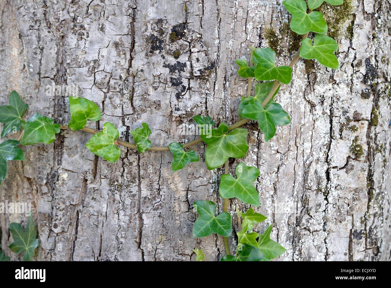 France, Doubs, Belfort mourir des plantes grimpant sur un tronc d'arbre Banque D'Images