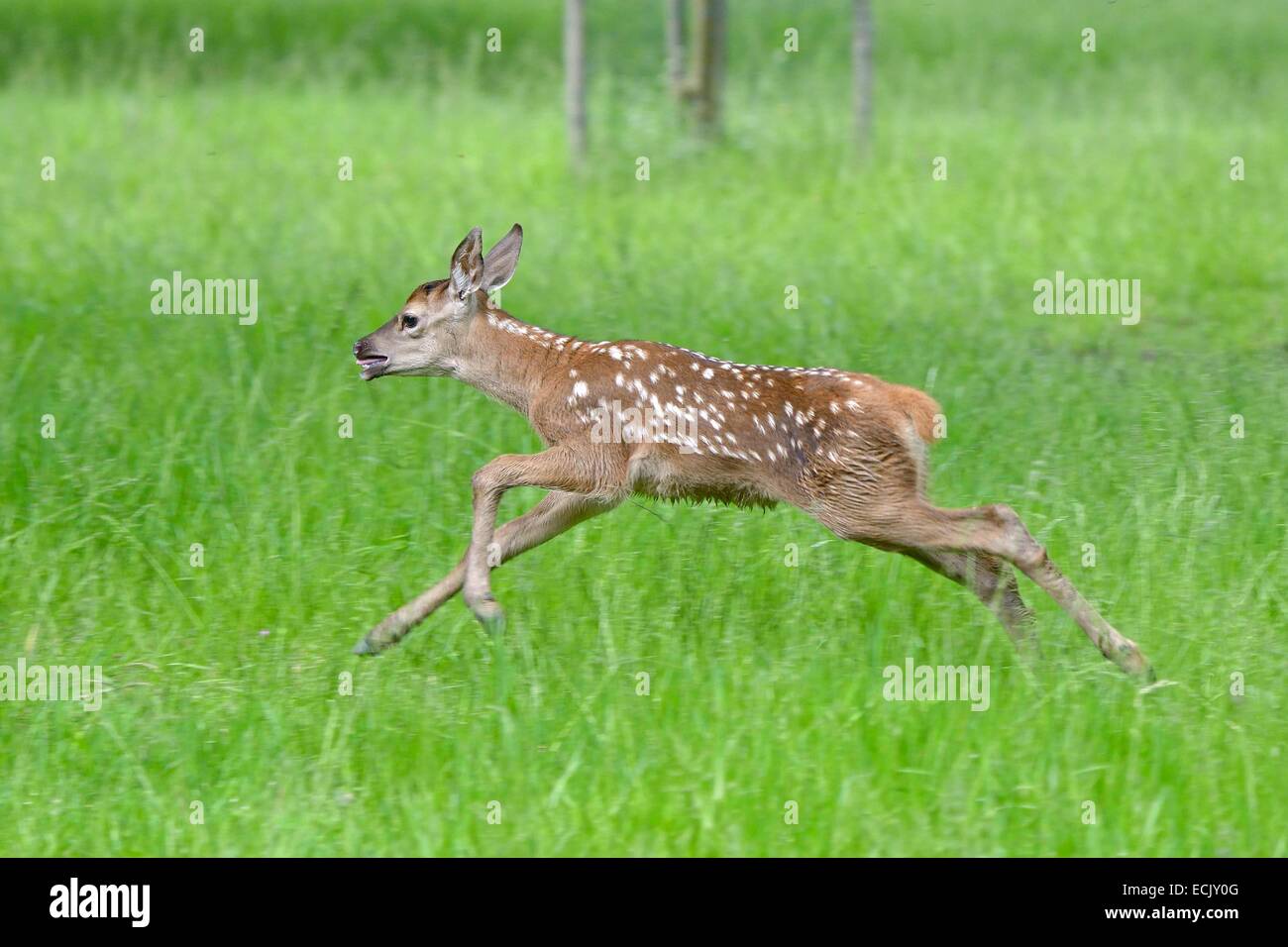 La France, Territoire de Belfort, Kite Europe Cervuselaphus), faon de Virginie en plein vol fuite dans un pré Banque D'Images