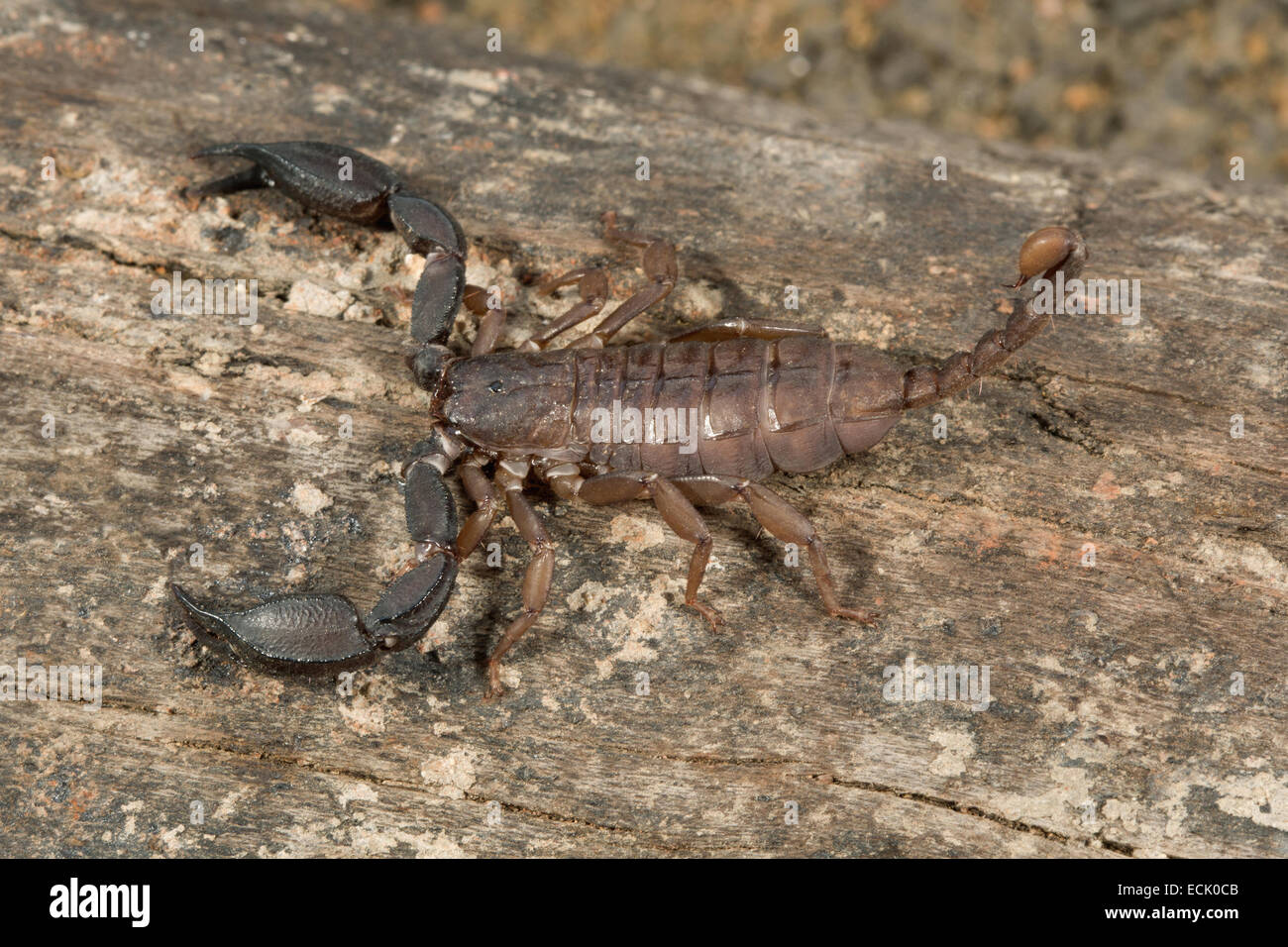 Télévision scorpions Scorpiops pachmarhicus Euscorpidae : la famille, la Réserve de tigres de Satpura, Madhya Pradesh, Inde Banque D'Images