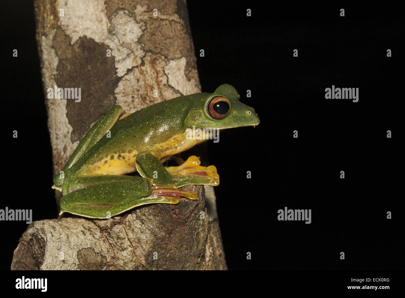 Vol à Rachophorus Malabar grenouille malabaricus Famille : Rachophoridae, Agumbe, Karnataka, Inde Banque D'Images