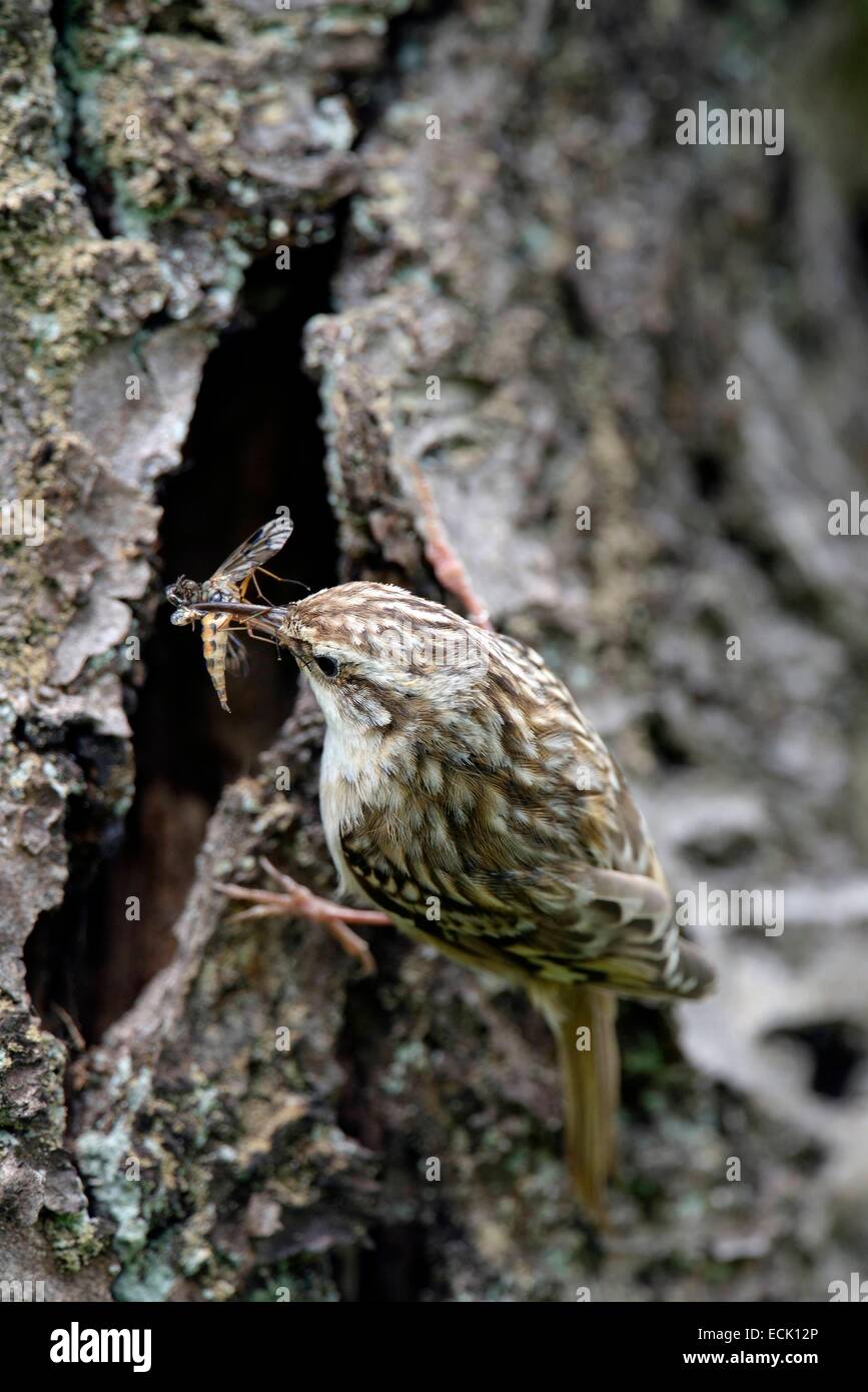 France, Doubs, oiseaux, (Certhia brachydactyla) Bruant poussins d'alimentation dont le nid est installé derrière un morceau d'écorce de cerisier le lâche Banque D'Images