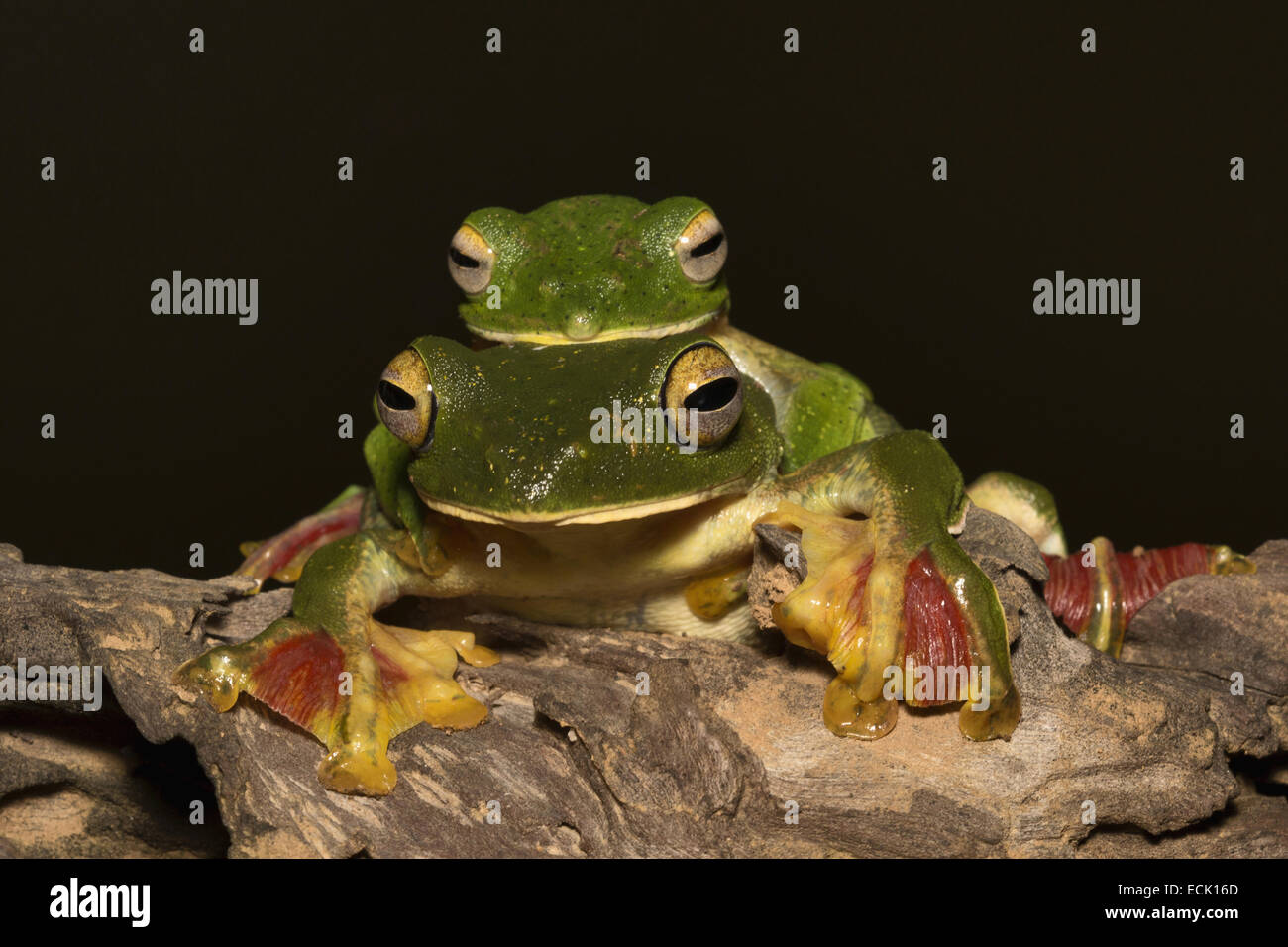 Vol à Rachophorus Malabar grenouille malabaricus Famille : Rachophoridae, Agumbe, Karnataka, Inde Banque D'Images