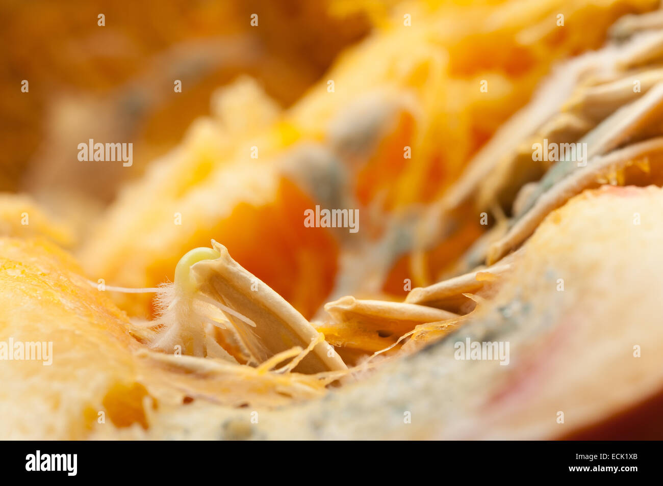 Équilibre entre croissance et décroissance champignons pâte de chair de citrouille avec le moule à broches et germer des graines avec des cordes fibreuses dans la cavité Banque D'Images