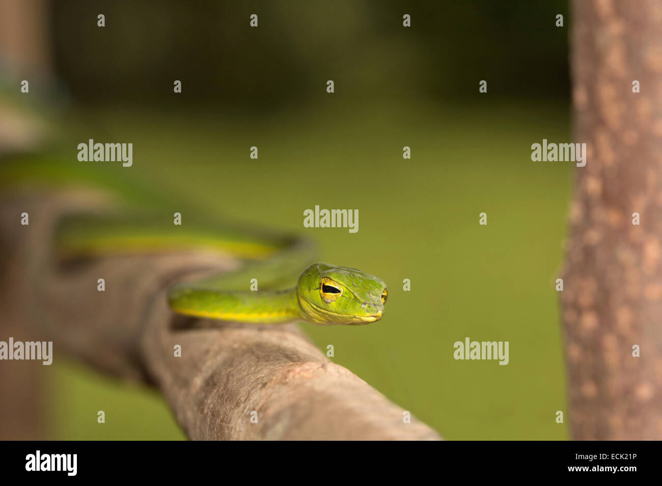 Ahaetula serpent de vigne nasuta Famille : Colubridés, Agumbe, Karnataka, Inde Banque D'Images