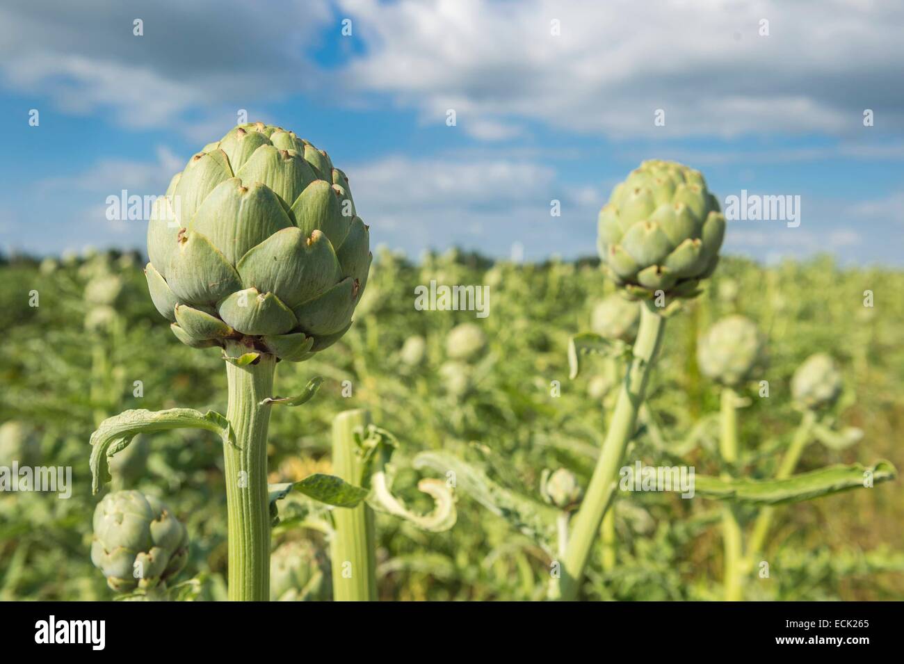 La France, l'Oise, La Neuville-sur-Oudeuil, Le Bio Gardin, légumes bio par Marie Ortegat et Mathieu Vassout Banque D'Images