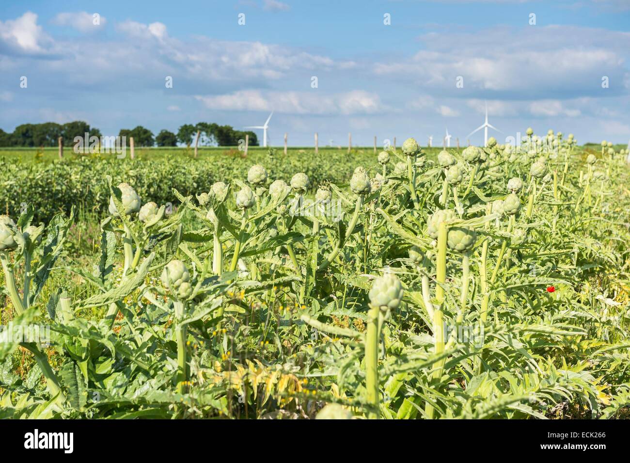 La France, l'Oise, La Neuville-sur-Oudeuil, Le Bio Gardin, légumes bio par Marie Ortegat et Mathieu Vassout Banque D'Images