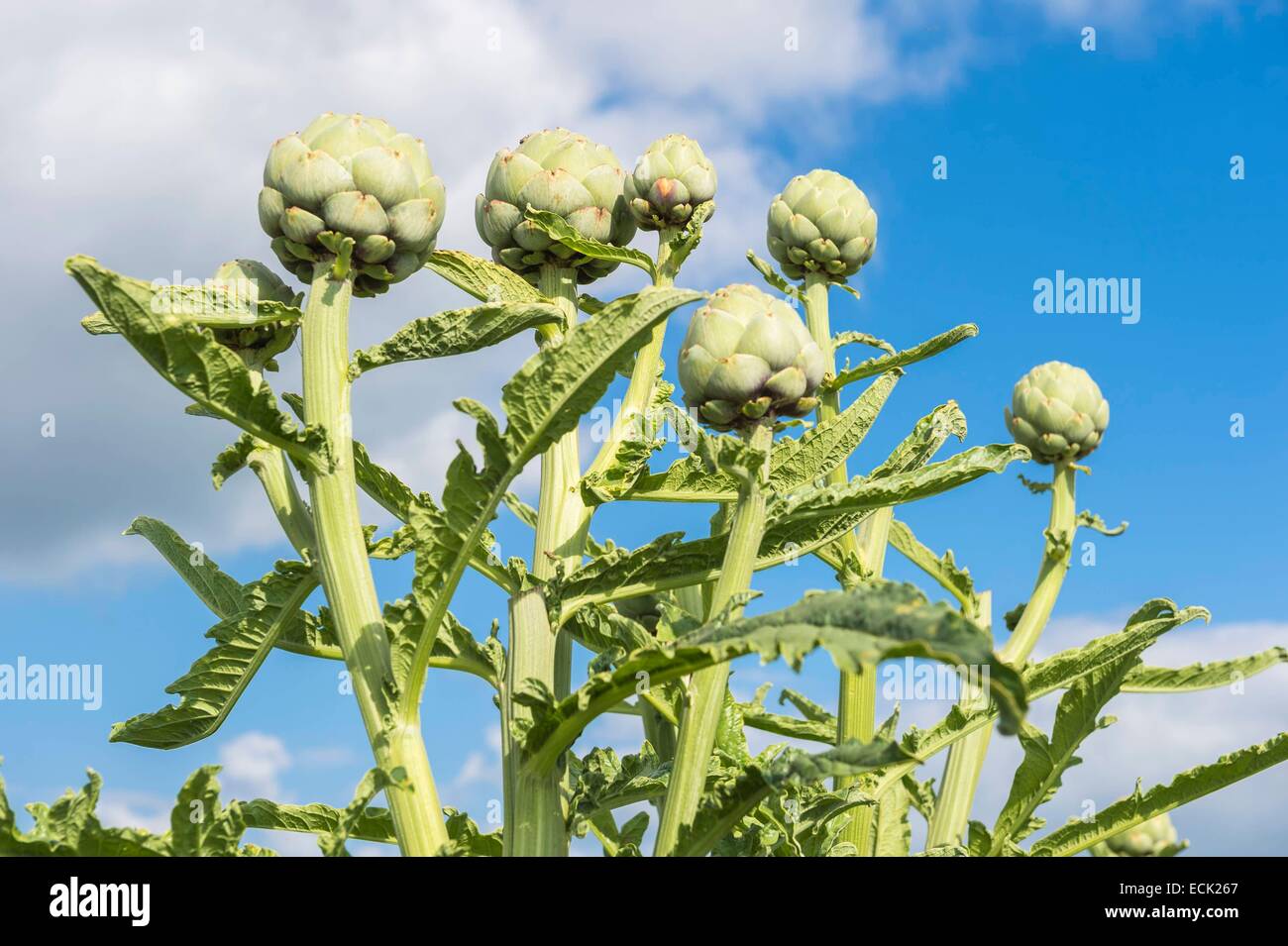 La France, l'Oise, La Neuville-sur-Oudeuil, Le Bio Gardin, légumes bio par Marie Ortegat et Mathieu Vassout Banque D'Images
