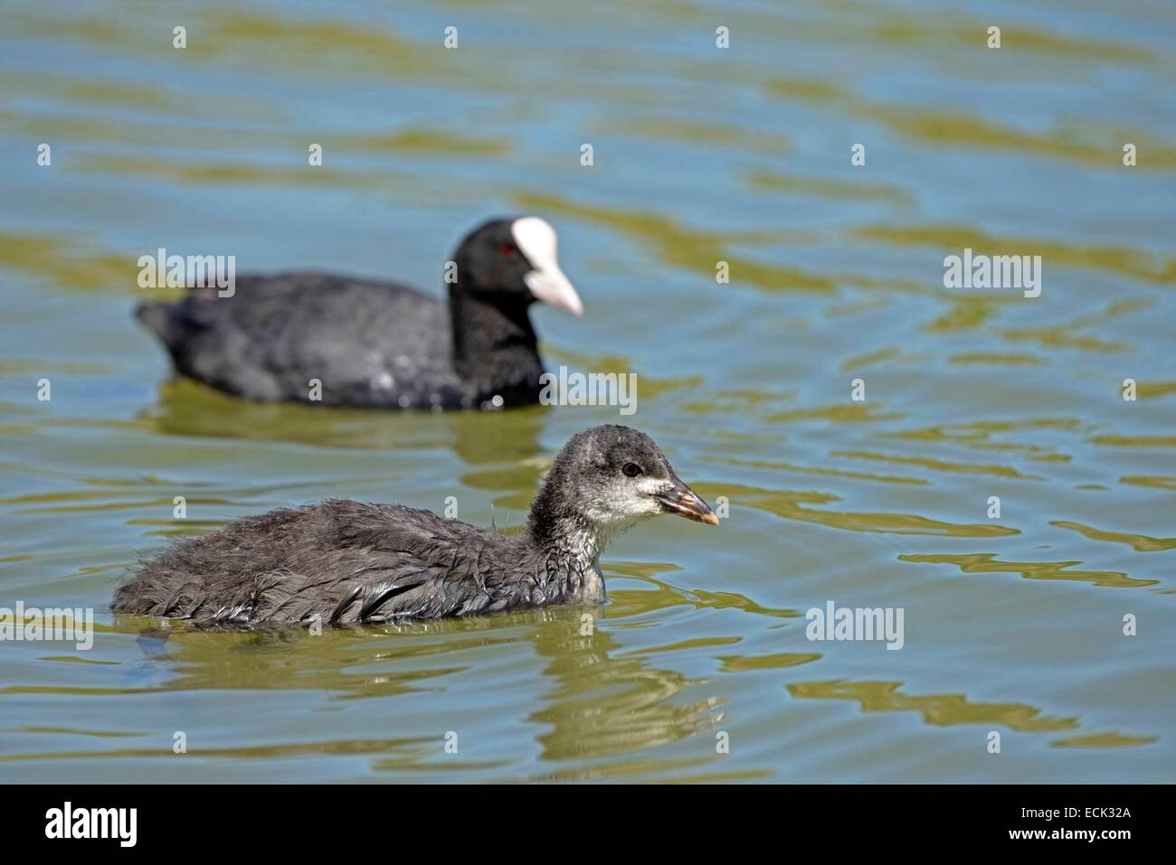 France, Doubs, oiseau, Foulque macroule (Fulica atra) et des profils sur un étang Banque D'Images