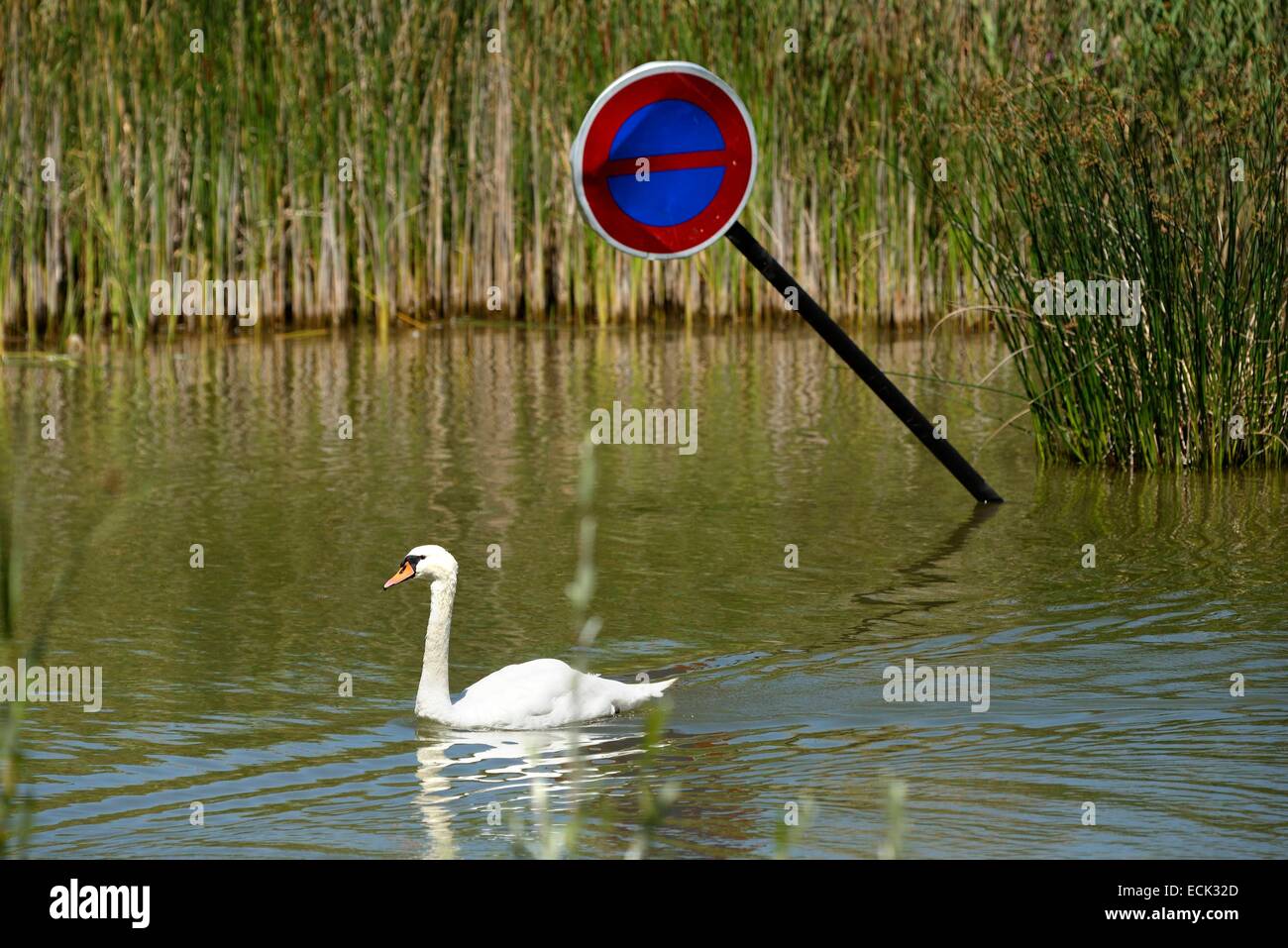 France, Doubs, oiseau, mute swan (Cygnus olor), piscine d'oiseaux sur un étang à côté d'un panneau interdisant l'parking jeté par-dessus bord Banque D'Images France, Doubs, oiseau, mute swan (Cygnus olor), piscine d'oiseaux sur un étang à côté d'un panneau interdisant l'parking jeté par-dessus bord Banque D'Images