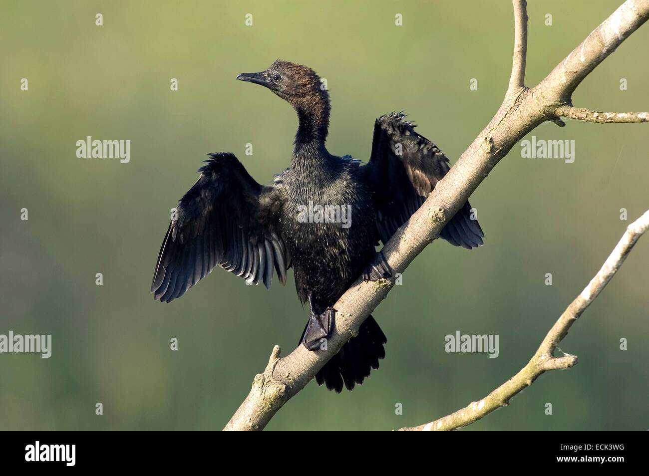 L'Italie, Delta du Pô, cormoran pygmée (phalacrocorax pygmaeus) Banque D'Images