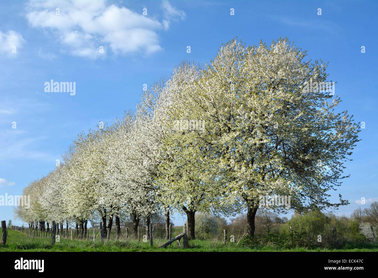 France, Doubs, d'Allenjoie, alignement de cerisiers en fleurs dans un verger. Brognard Plateau Banque D'Images