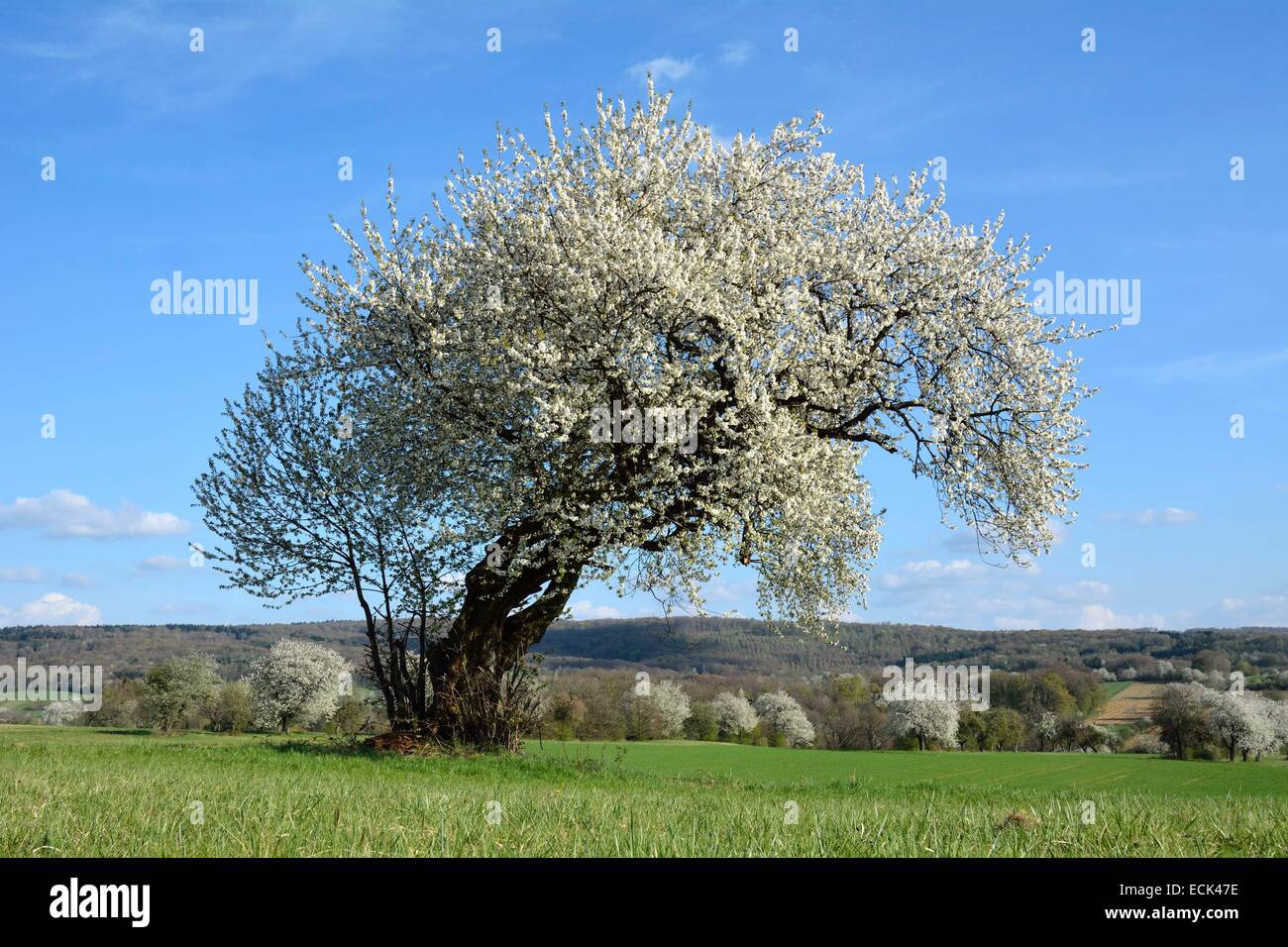 France, Doubs, Vandoncourt, cerisiers en fleurs dans un pâturage et les vergers près de Banque D'Images
