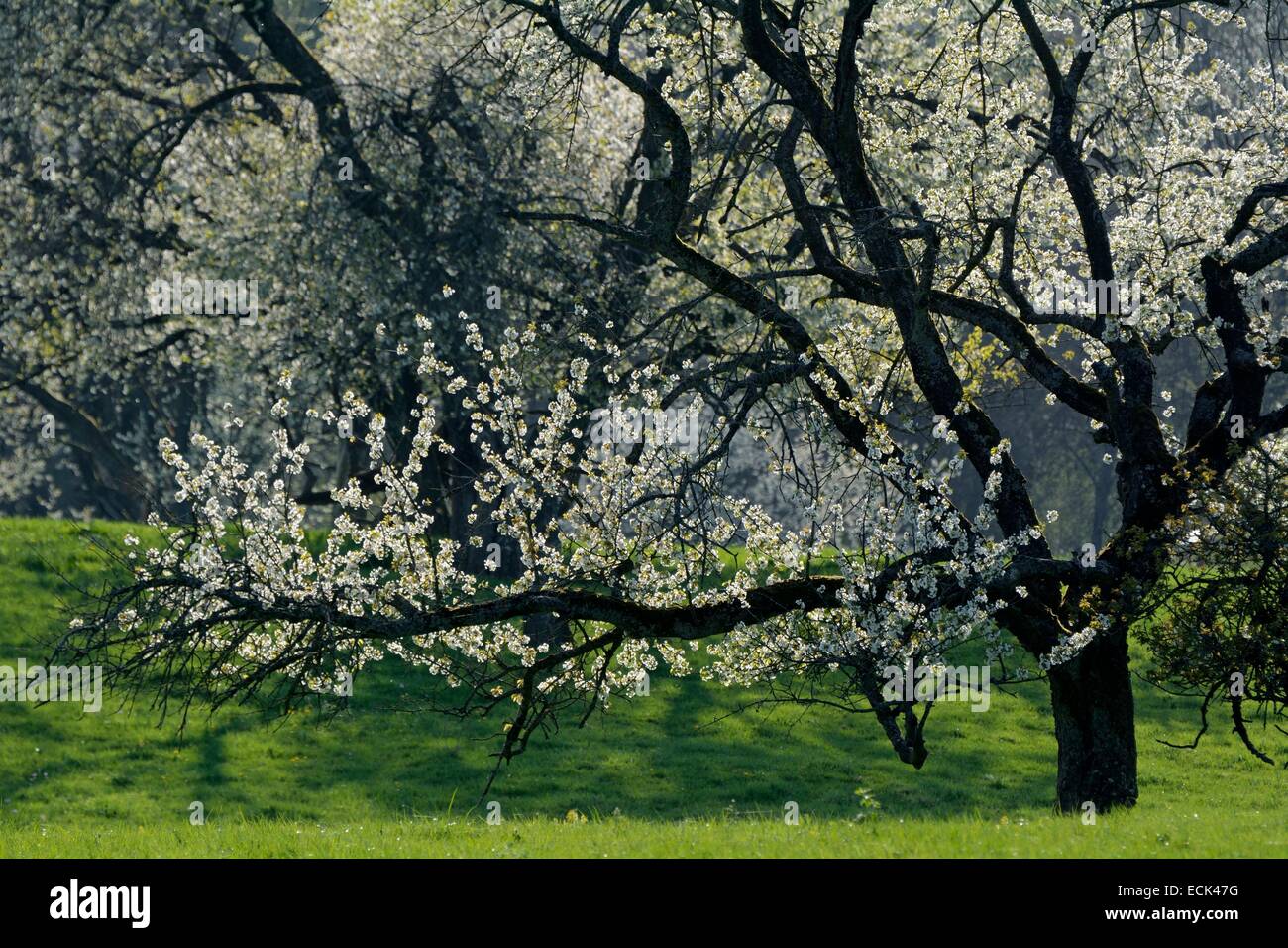 France, Doubs, Vandoncourt, cerisiers en fleurs dans un pâturage et les vergers près de Banque D'Images