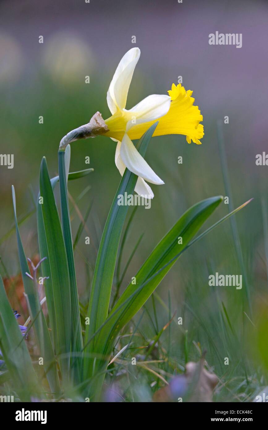 France, Doubs, flore, fleurs de jonquille (Narcissus) en forêt Banque D'Images