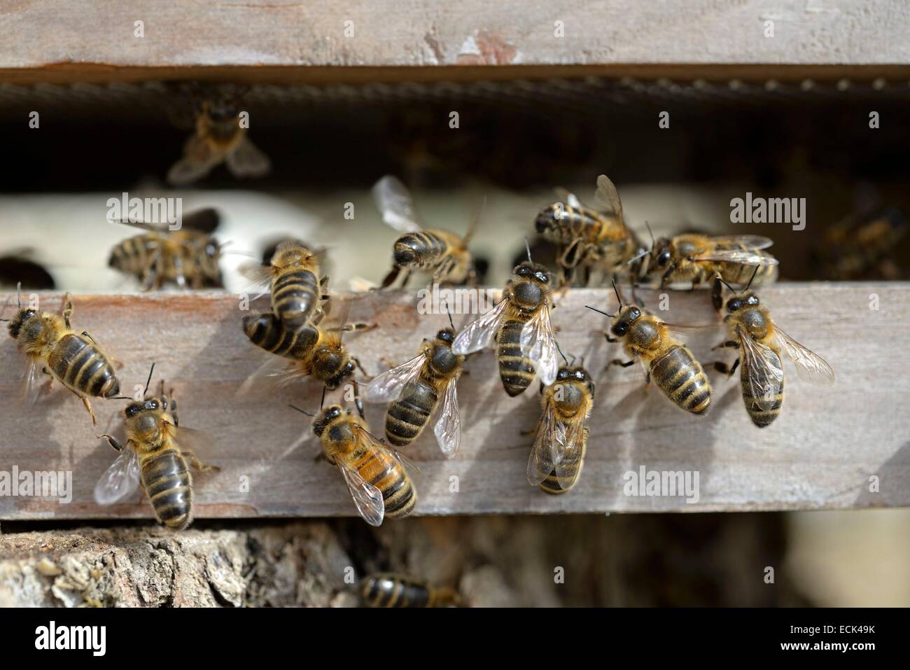 En France, la Haute Saône, l'abeille européenne (Apis mellifera) à l'entrée d'une ruche Banque D'Images