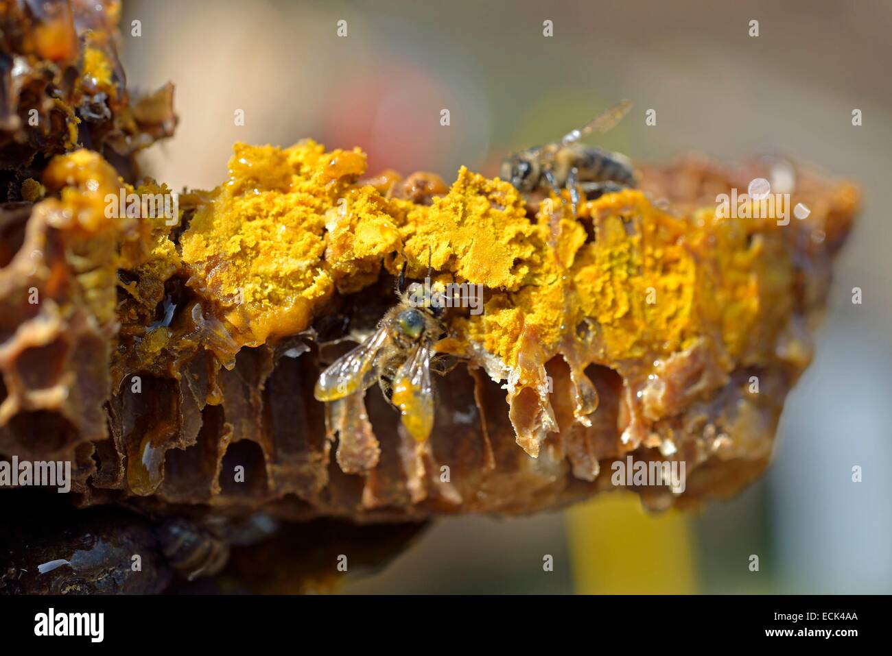En France, la Haute Saône, essaim d'abeilles sur leur forêt récupérés dans le tronc de chêne terrassé par le bois et transférées par un apiculteur de couvain d'une ruche Banque D'Images