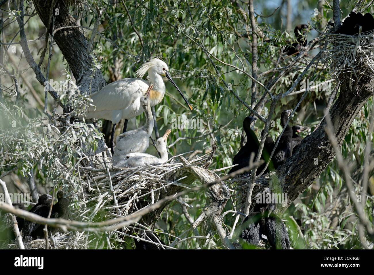 La Roumanie, le Delta du Danube classés au Patrimoine Mondial par l'UNESCO, la spatule blanche (Platalea leucorodia), les adultes et les jeunes oiseaux dans le nid pour se nourrir d'attente Banque D'Images