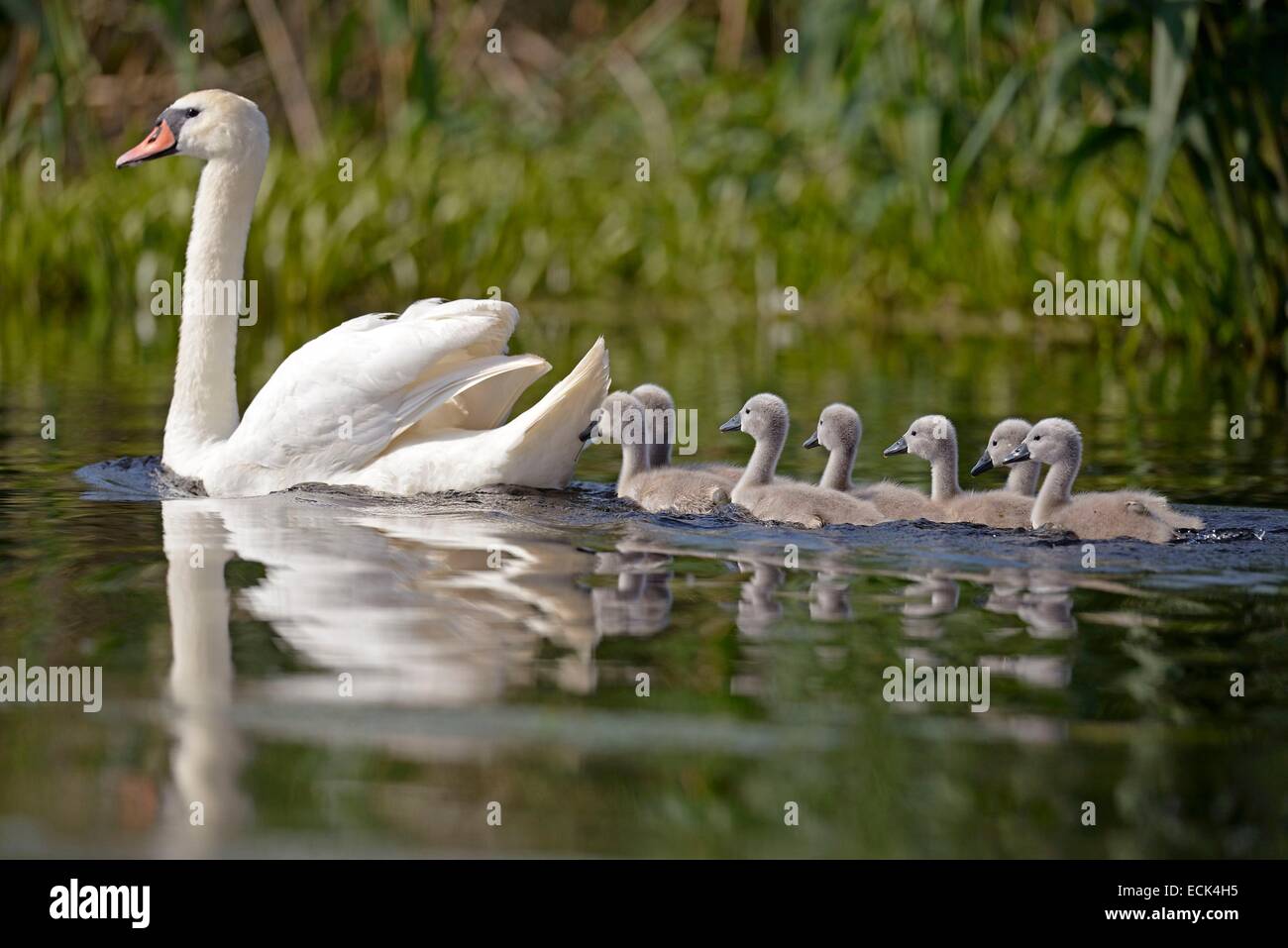 La Roumanie, le Delta du Danube classés au Patrimoine Mondial par l'UNESCO, mute swan (Cygnus olor), couvée des sept jeune poussin natation derrière leur mère Banque D'Images