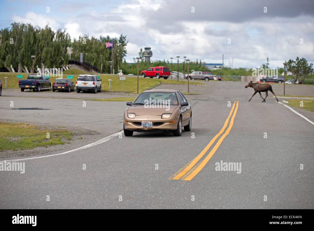 États-unis, l'Alaska, Anchorage, Lake Hood Seaplane Base,, l'Orignal (Amérique du Nord) ou l'élan d'Eurasie (Europe) (Alces alces), en ville, près de Lake Hood dans Anchorage Banque D'Images