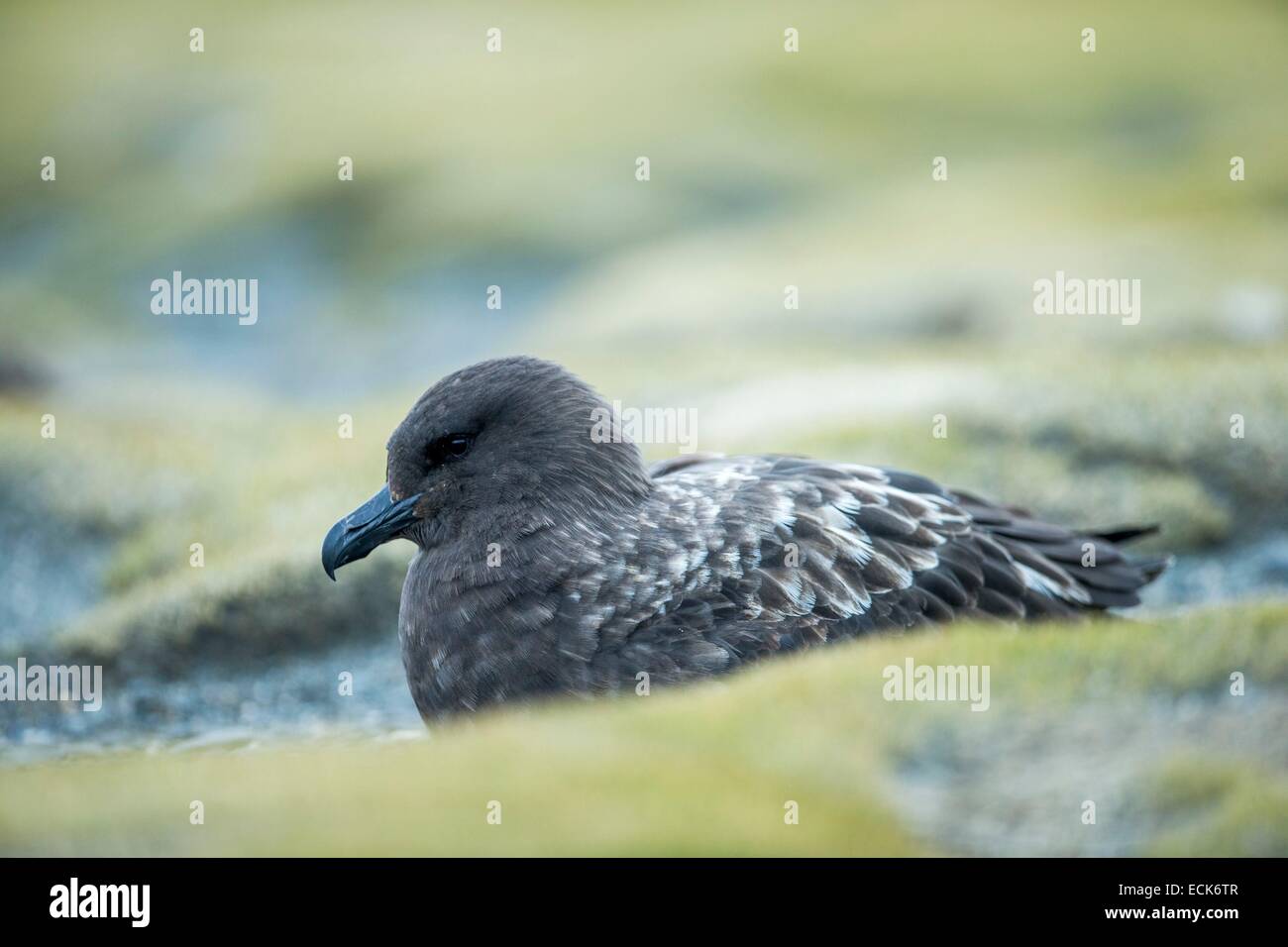 Océan Atlantique sud, South Georgia Island, labbe parasite (Stercorarius antarcticus) Banque D'Images