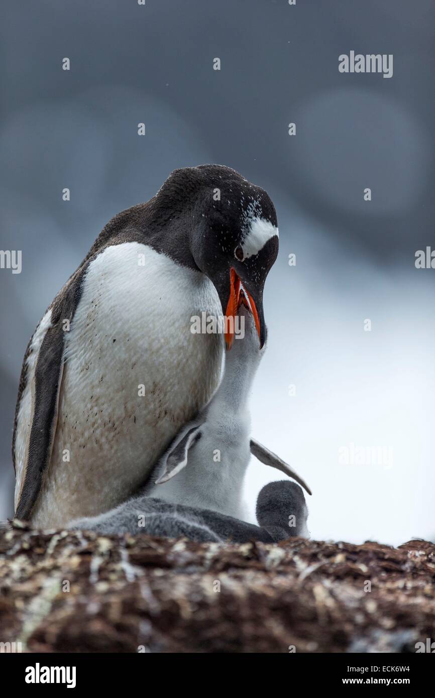 Océan Atlantique sud, South Georgia Island, Gentoo pingouin (Pygoscelis papua), les jeunes, nid Banque D'Images