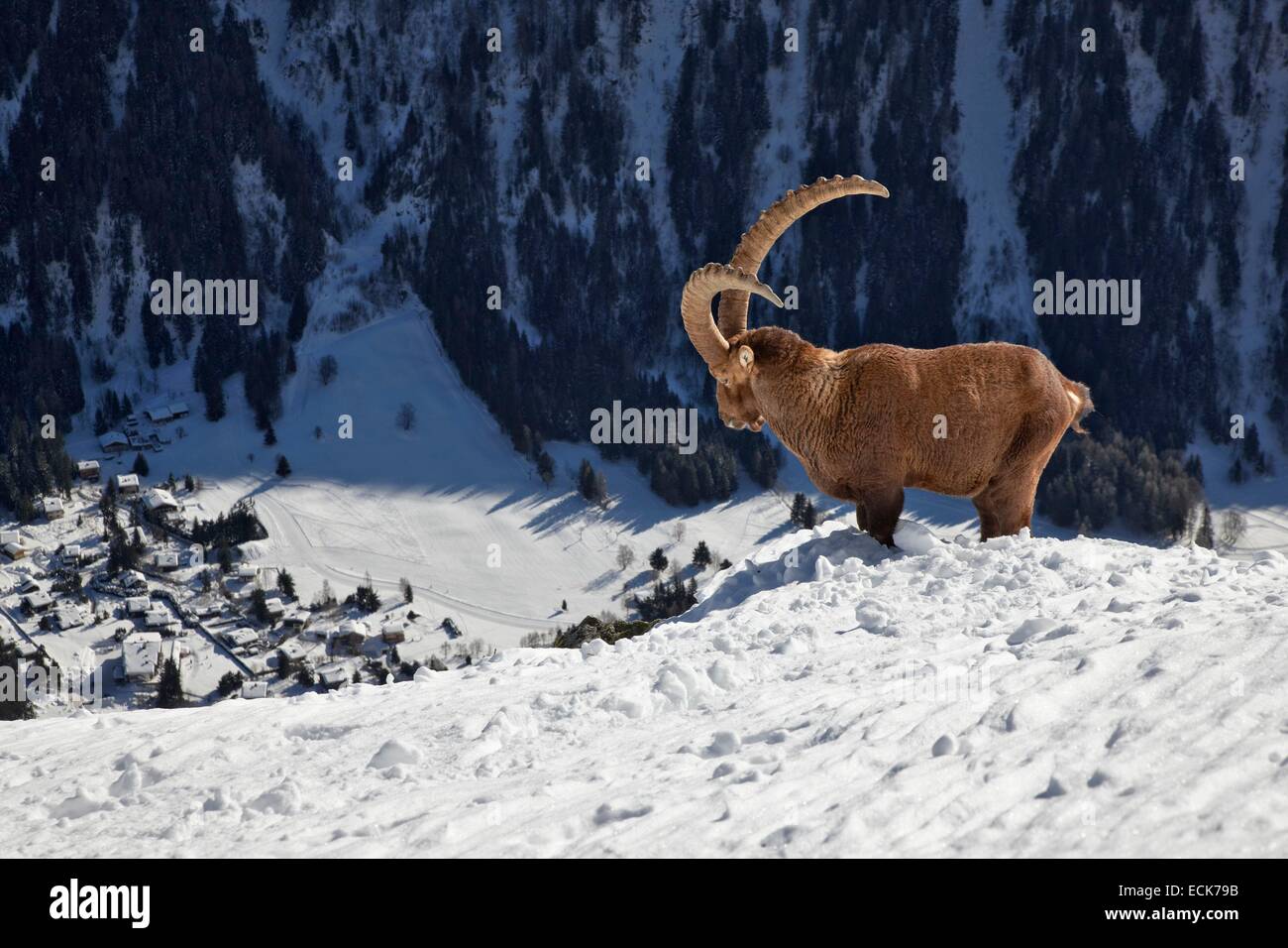 France, Haute Savoie, la chèvre de montagne, Capra ibex, le lac Blanc, Chamonix Banque D'Images