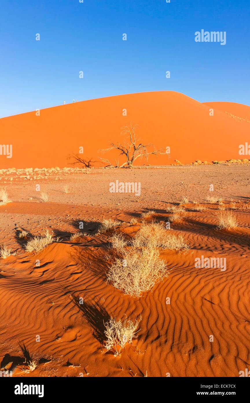 La Namibie, région Hardap, désert du Namib, le Namib Namib-Naukluft national park, La Mer de Sable classée au Patrimoine Mondial de l'UNESCO, les dunes de Sossusvlei Banque D'Images