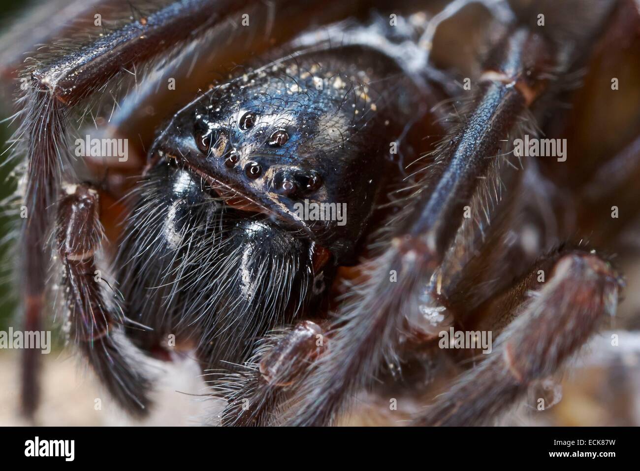 France, Poitiers, Amaurobiidae, Spider, Noir (Lace-Weaver Amaurobius ferox), portrait Banque D'Images
