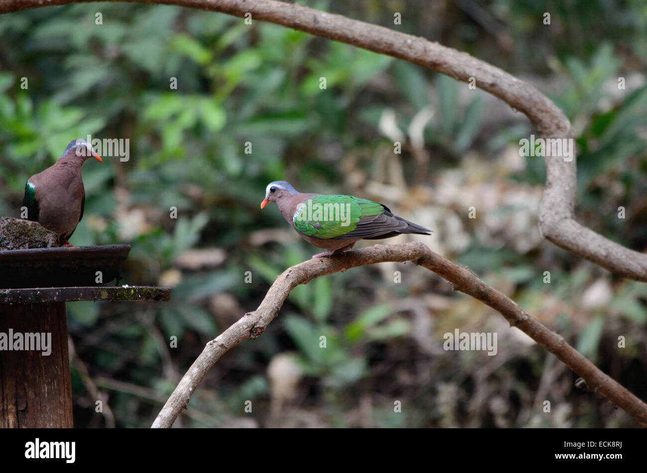 La colombe émeraude commun (chalcophaps indica), Maharashtra, Inde. Banque D'Images