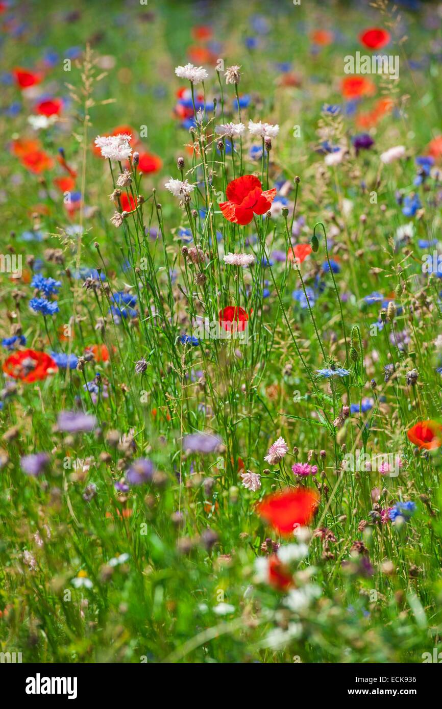 France, Isère, Grenoble, bleuet (Centaurea cyanus) et coquelicot (Papaver rhoeas) Banque D'Images