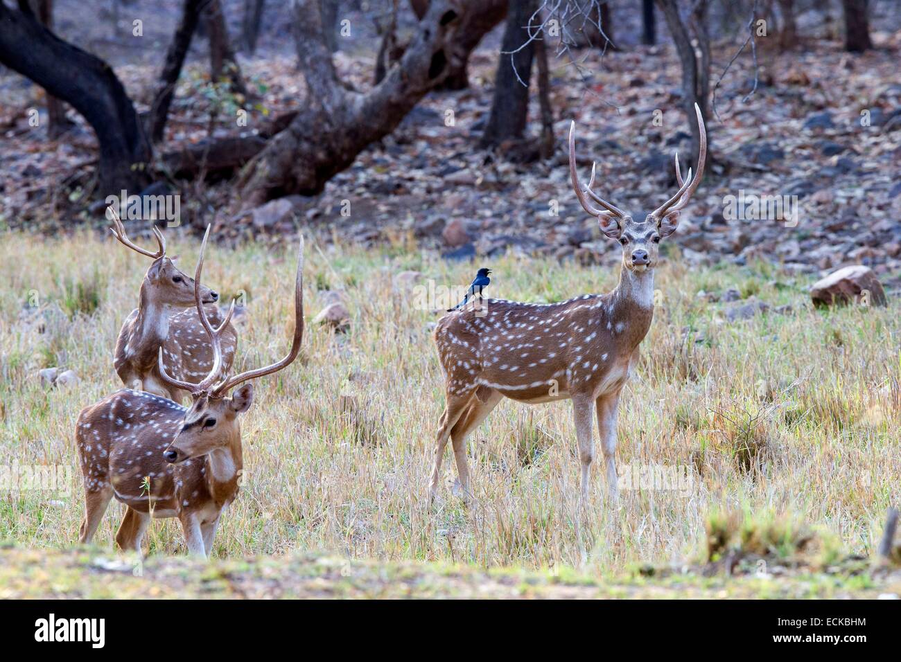 L'Inde, Rajasthan, le parc national de Ranthambore, Chital ou Cheetal ou Chital, cerf cerf tacheté ou Axis axis Axis()et Black Drongo (Dicrurus macrocercus) Banque D'Images