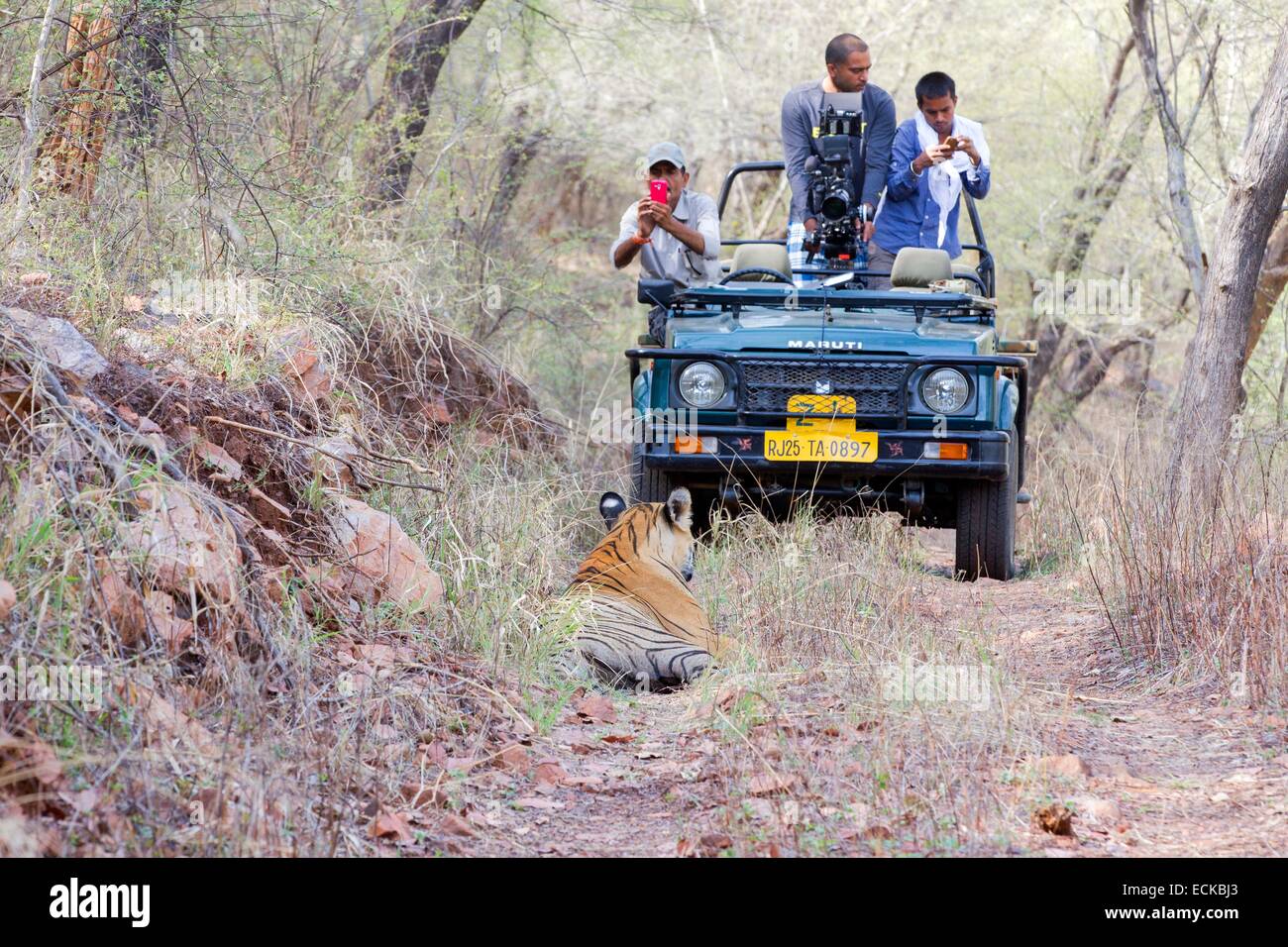 L'Inde, Rajasthan, le parc national de Ranthambore, tigre du Bengale (Panthera tigris tigris), reposant en face d'une jeep avec des cinéastes Banque D'Images
