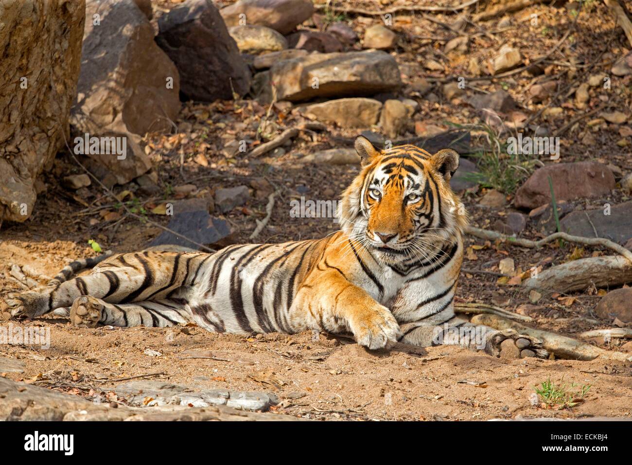 L'Inde, Rajasthan, le parc national de Ranthambore, tigre du Bengale (Panthera tigris tigris), de repos Banque D'Images