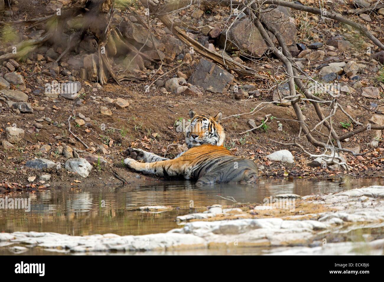 L'Inde, Rajasthan, le parc national de Ranthambore, tigre du Bengale (Panthera tigris tigris), se reposant dans un étang Banque D'Images